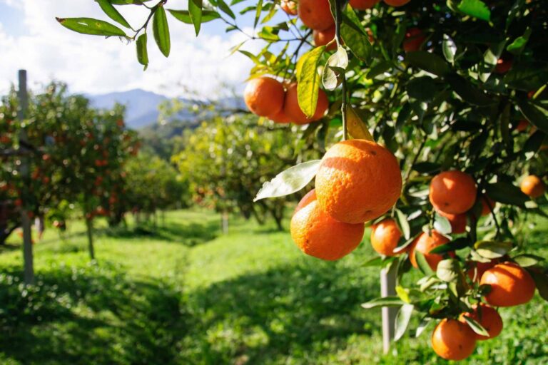 Sabor a Naranjas ofrece naranjas completamente naturales en su página web